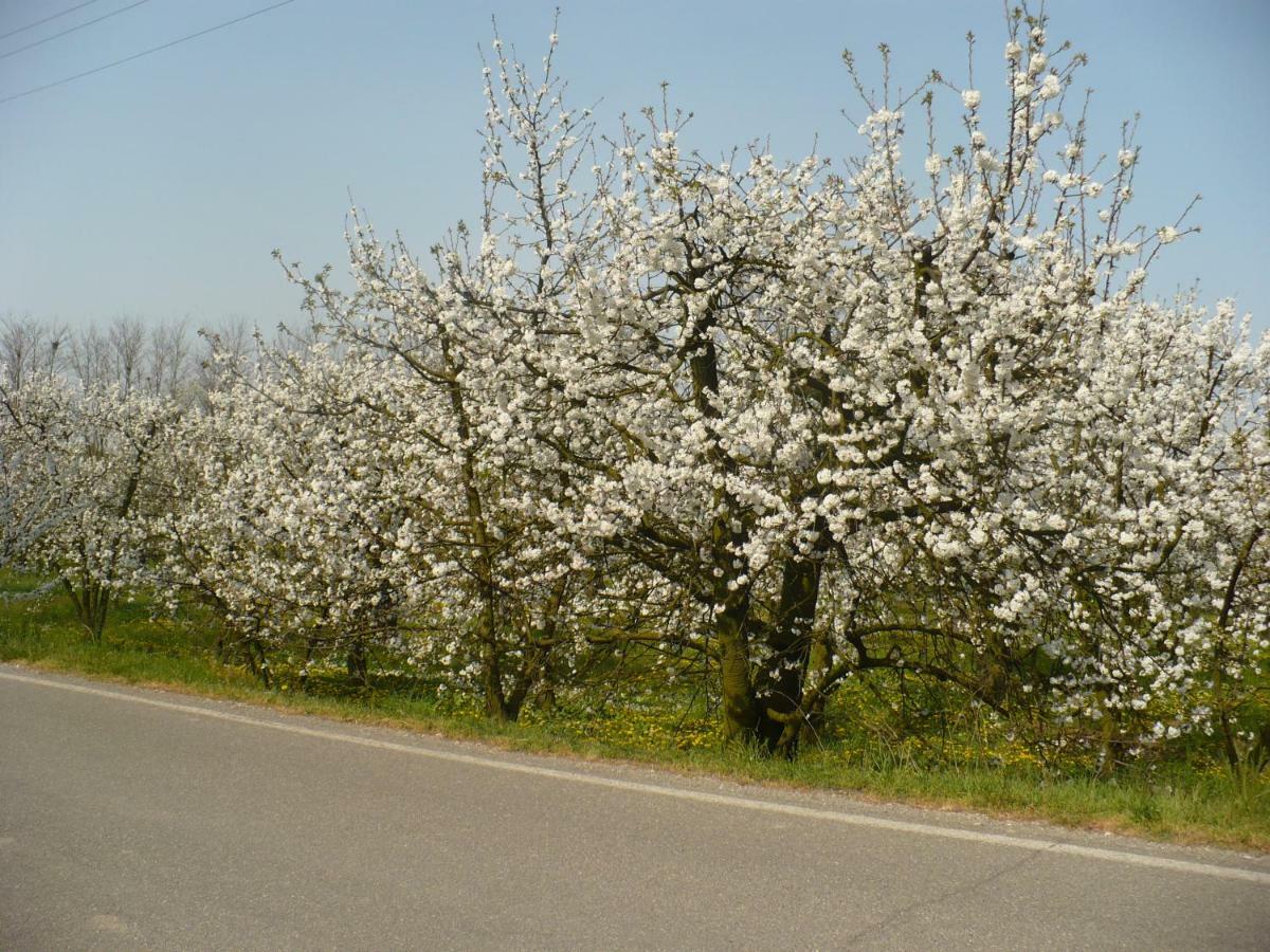 L'Albero Della Gioia Bed & Breakfast Villanova sull'Arda Exterior photo